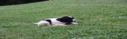 Mixed Breed dogs for sale: Mike - Ad 1