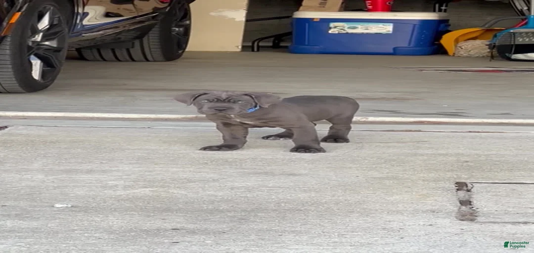 Gallery Image {{count}}