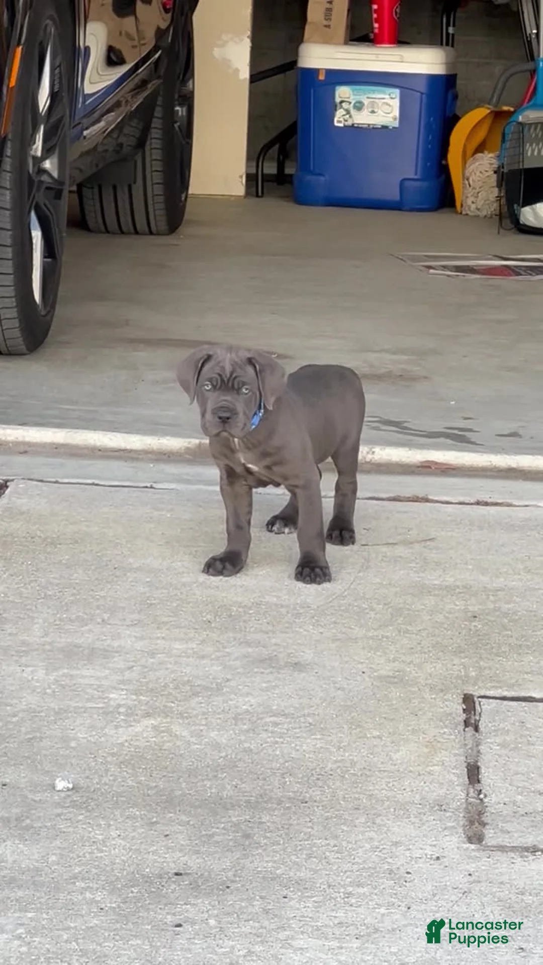 Gallery Image {{count}}