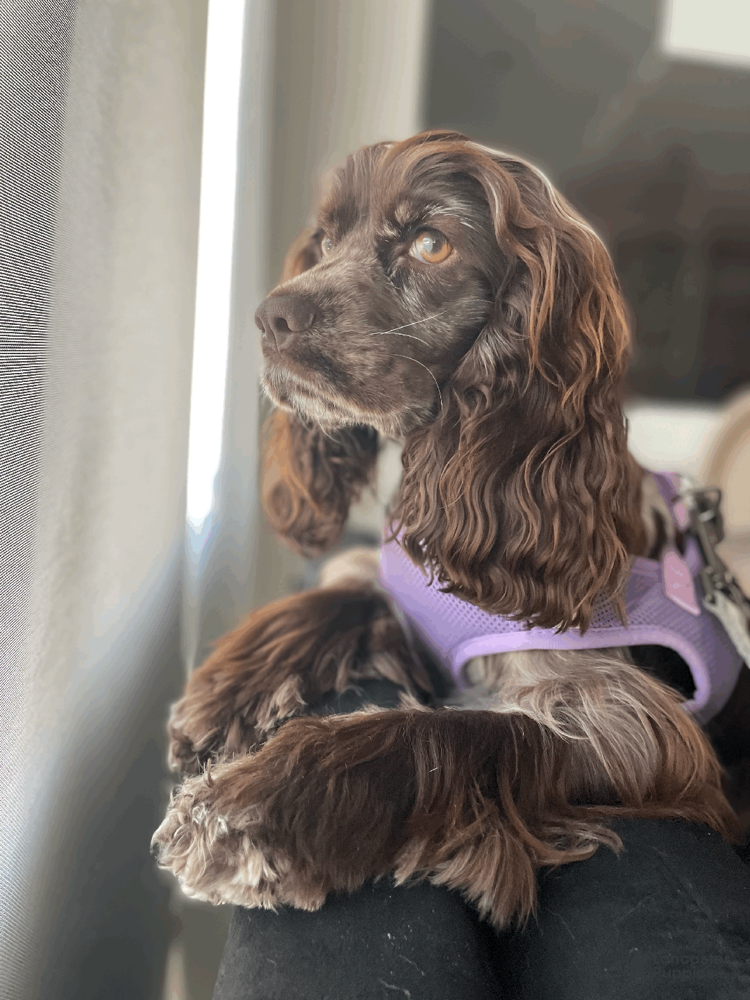 Cocker Spaniel dogs for sale: Cocoa  - Ad 5