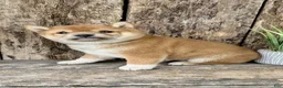 Shiba Inu dogs for sale: Zeus - Ad 7