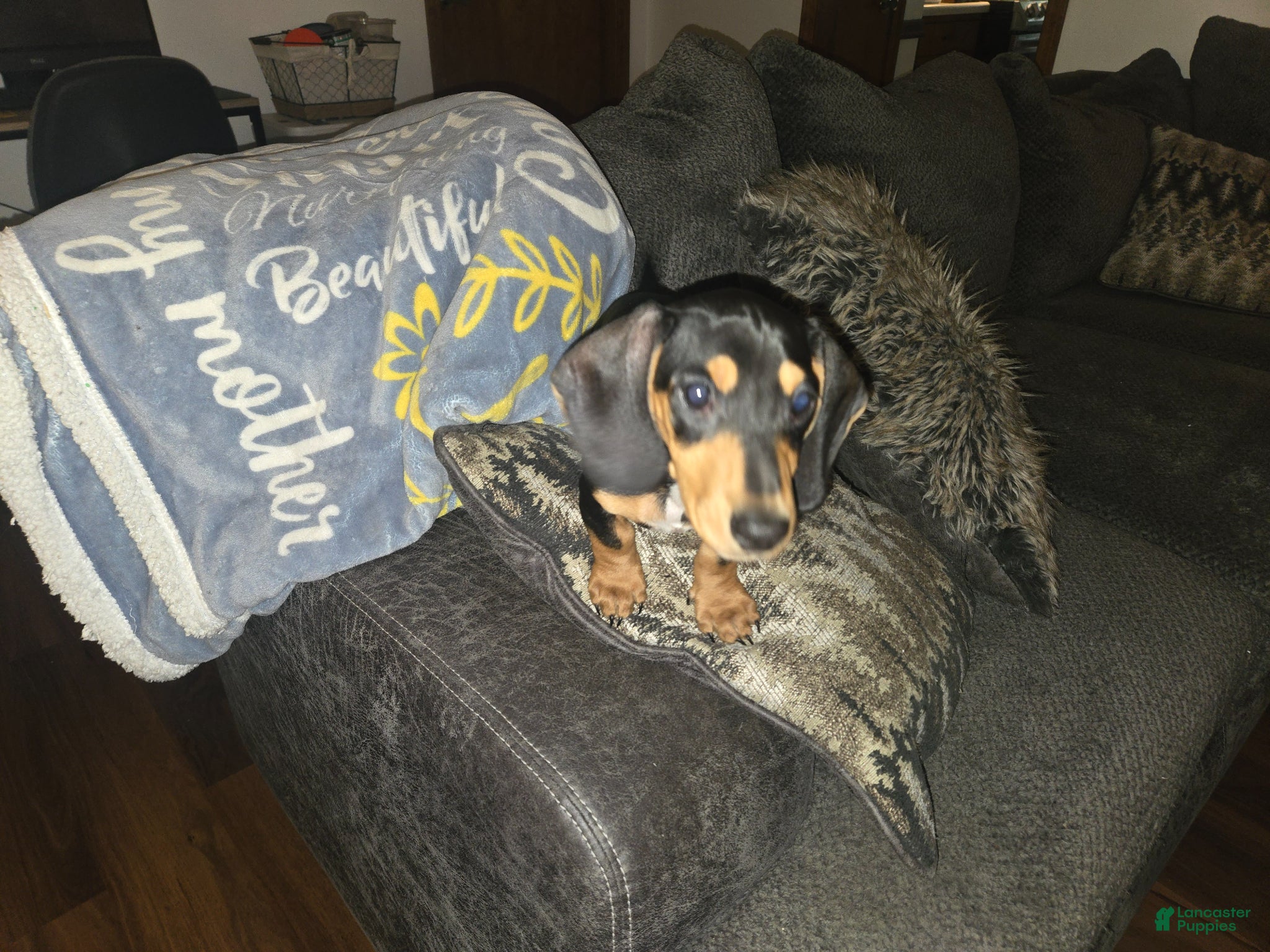 Miniature Dachshund dogs for sale: Miniature Dachshund Puppy 1 - Ad 2