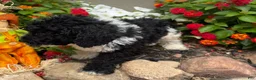 Miniature Poodle dogs for sale: Sam - Ad 5