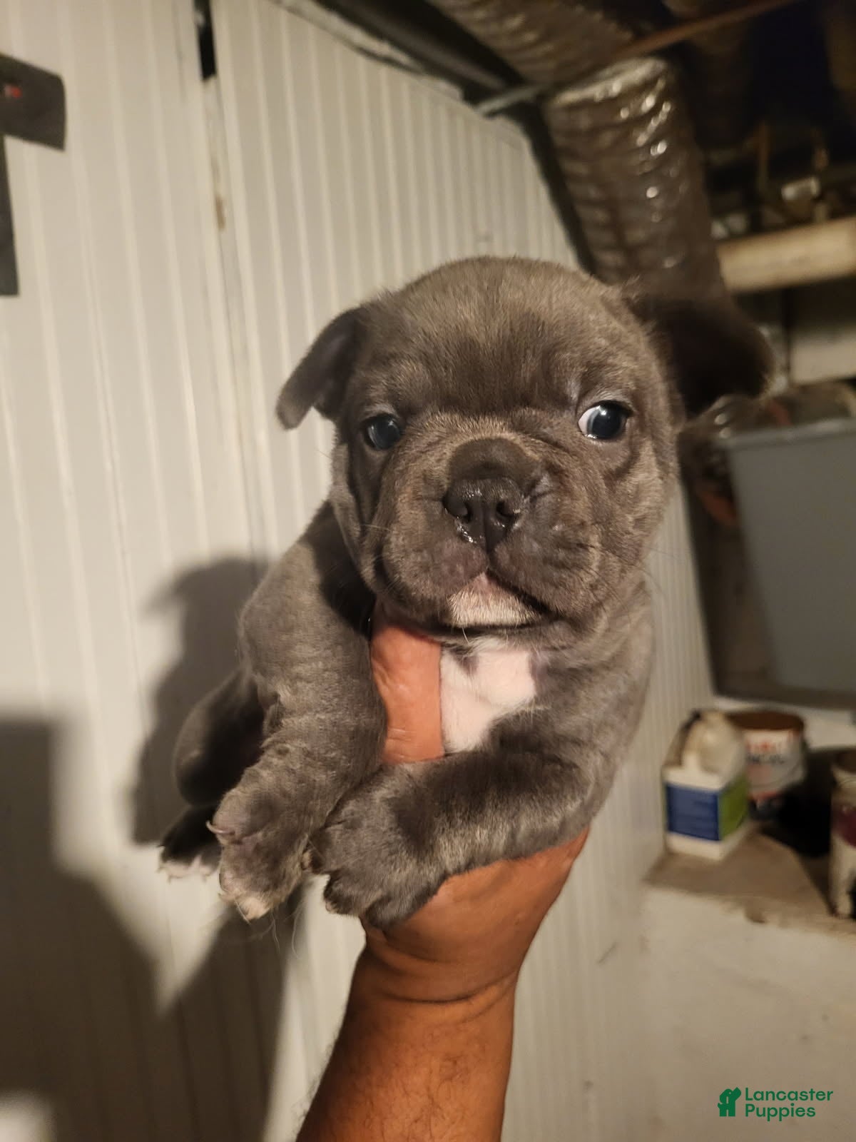 French Bulldog dogs French Bulldog Boy - Ad 1