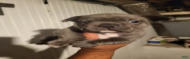 French Bulldog Boy