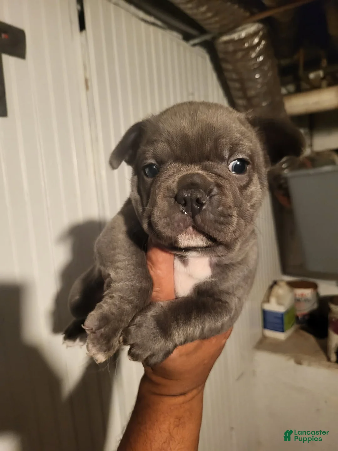 French Bulldog dogs for sale: French Bulldog Boy - Ad 1