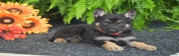 German Shepherd dogs for sale: Annie - Ad 2