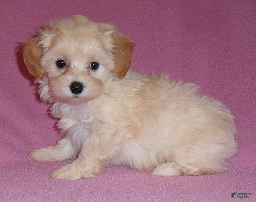Shihpoo dogs Gidget - Ad 2
