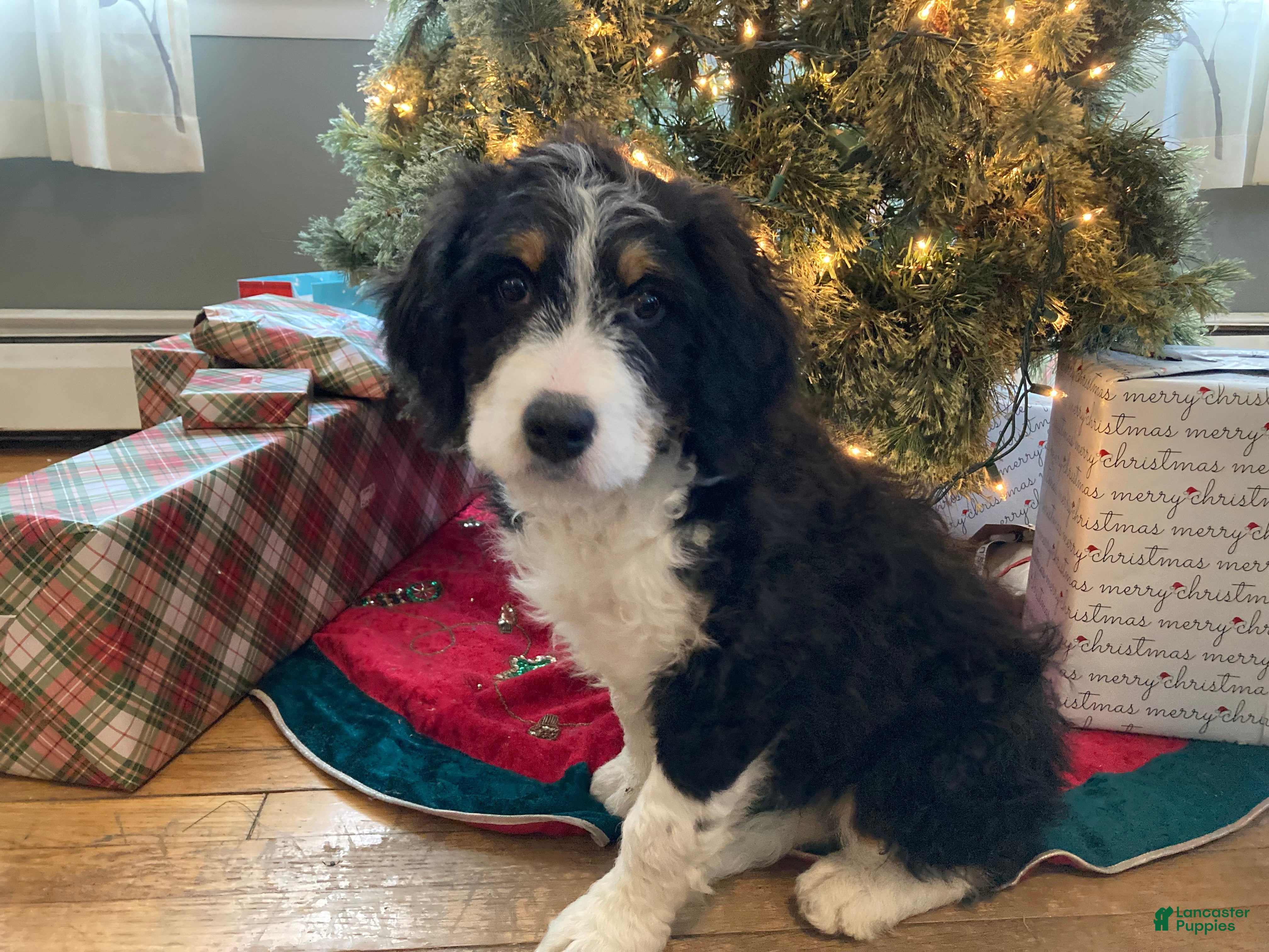 Mixed Breed dogs Cammy - Ad 2