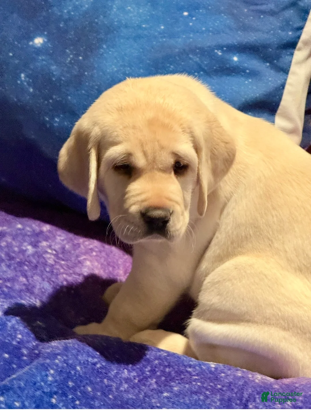Labrador Retriever dogs for sale: Labrador Retriever Puppy 2 - Ad 1