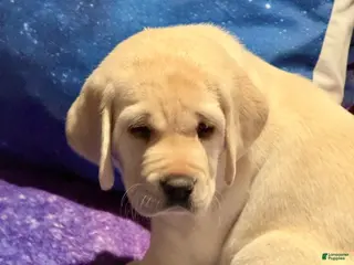 Labrador Retriever dogs Labrador Retriever Puppy 2 - Ad 15