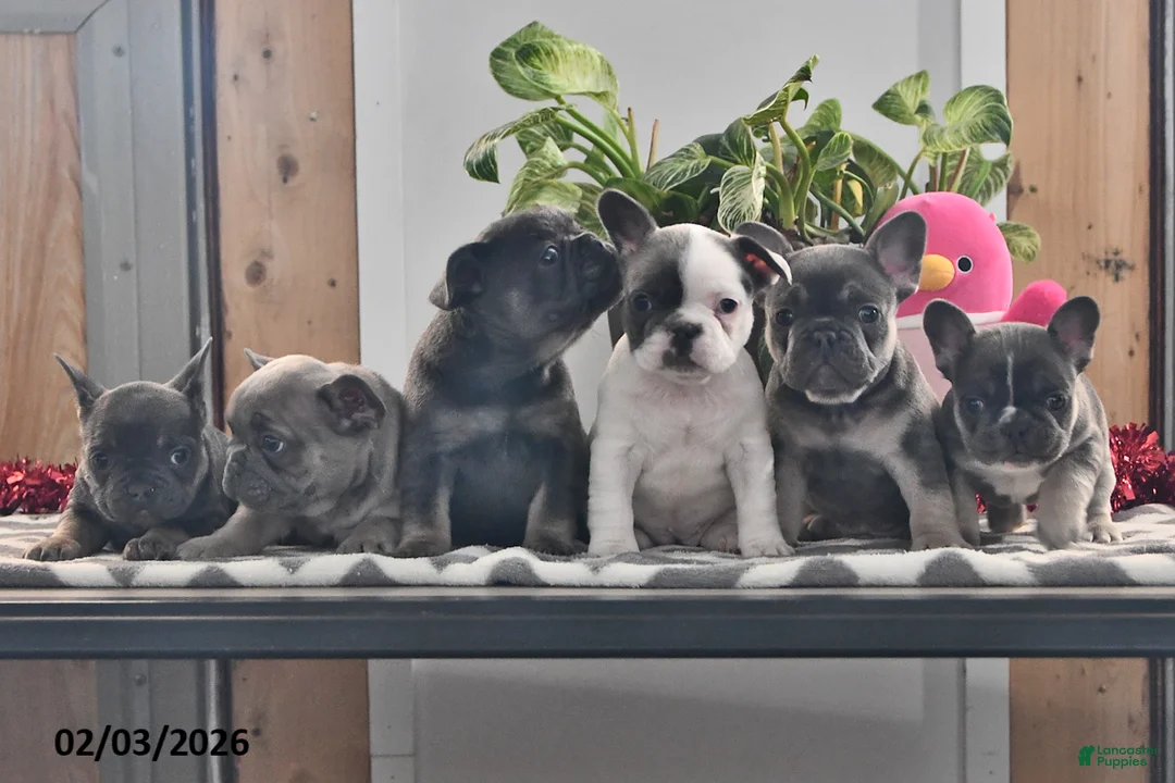 French Bulldog dogs for sale: Flower - Ad 5