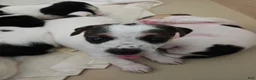 Jack Russell Terrier dogs for sale: Jack Russell Terrier 3 - Ad 2