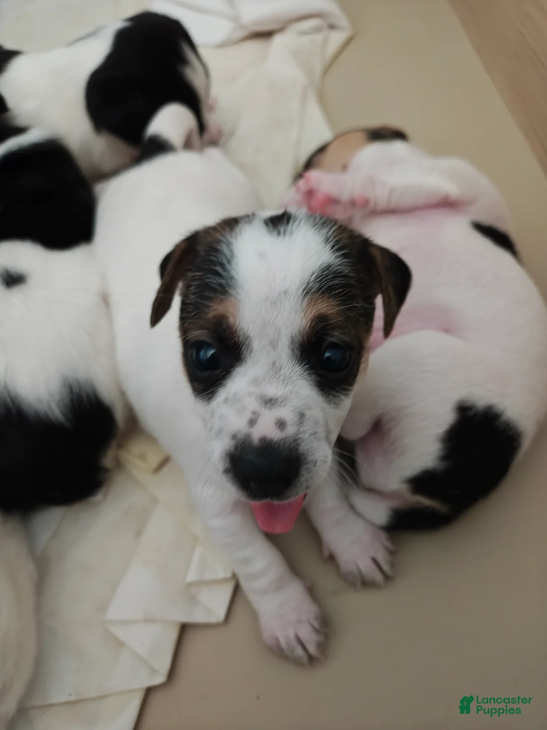 Jack Russell Terrier dogs for sale: Jack Russell Terrier 3 - Ad 2