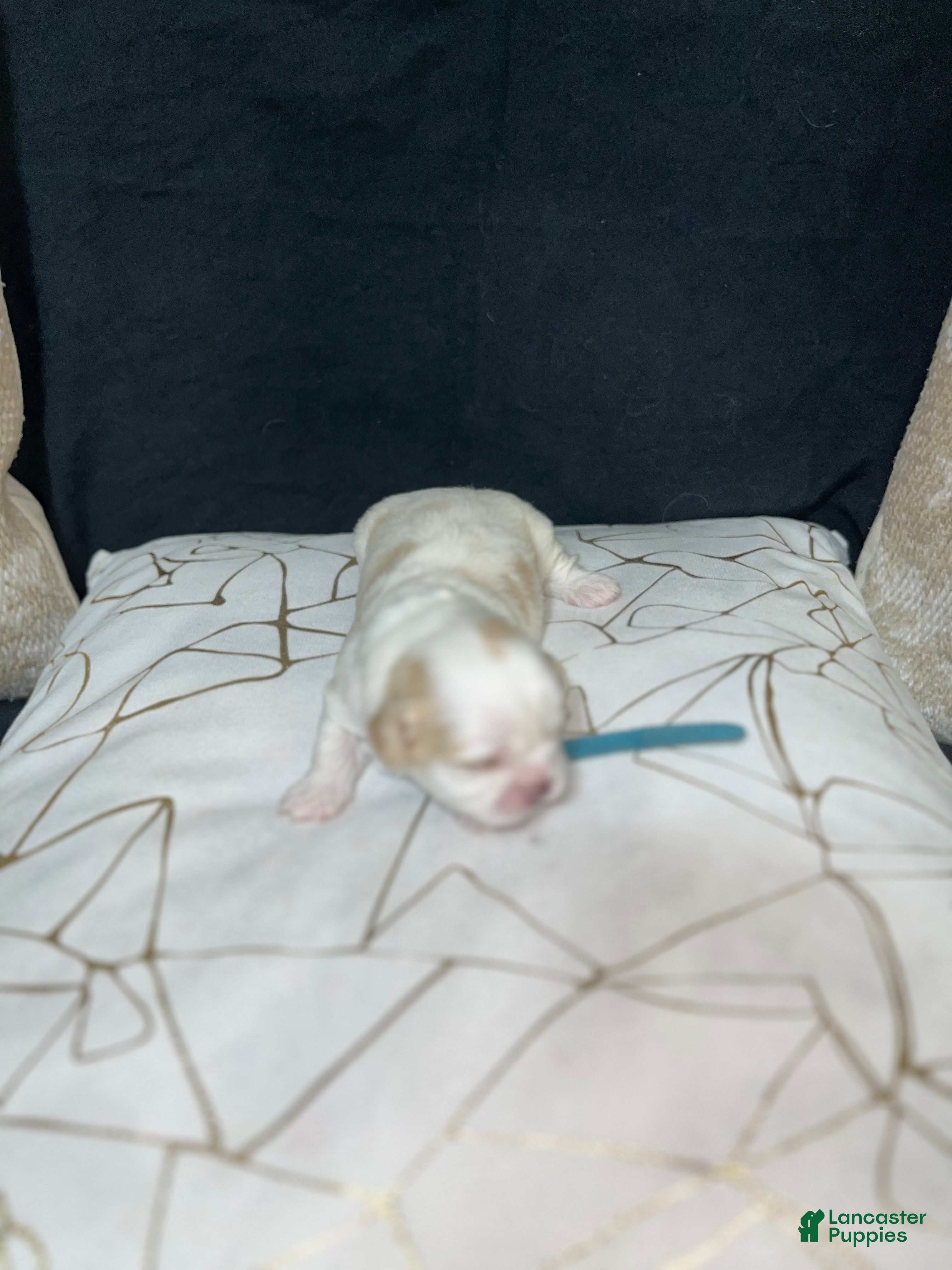 Shih Tzu dogs Atum - Ad 38