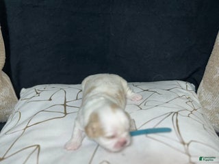 Shih Tzu dogs Atum - Ad 4