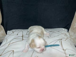 Shih Tzu dogs Atum - Ad 31