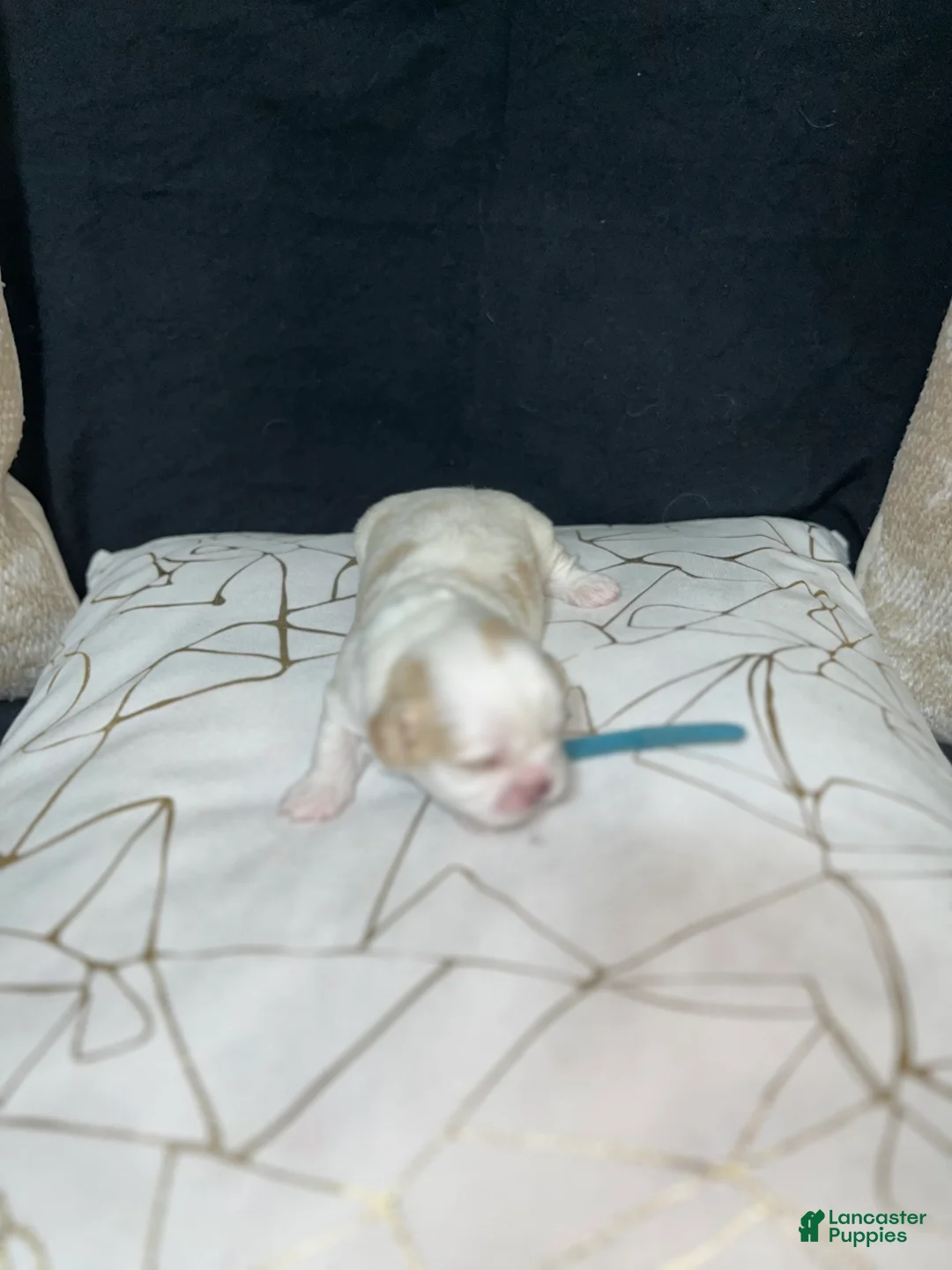 Shih Tzu dogs for sale: Atum - Ad 1