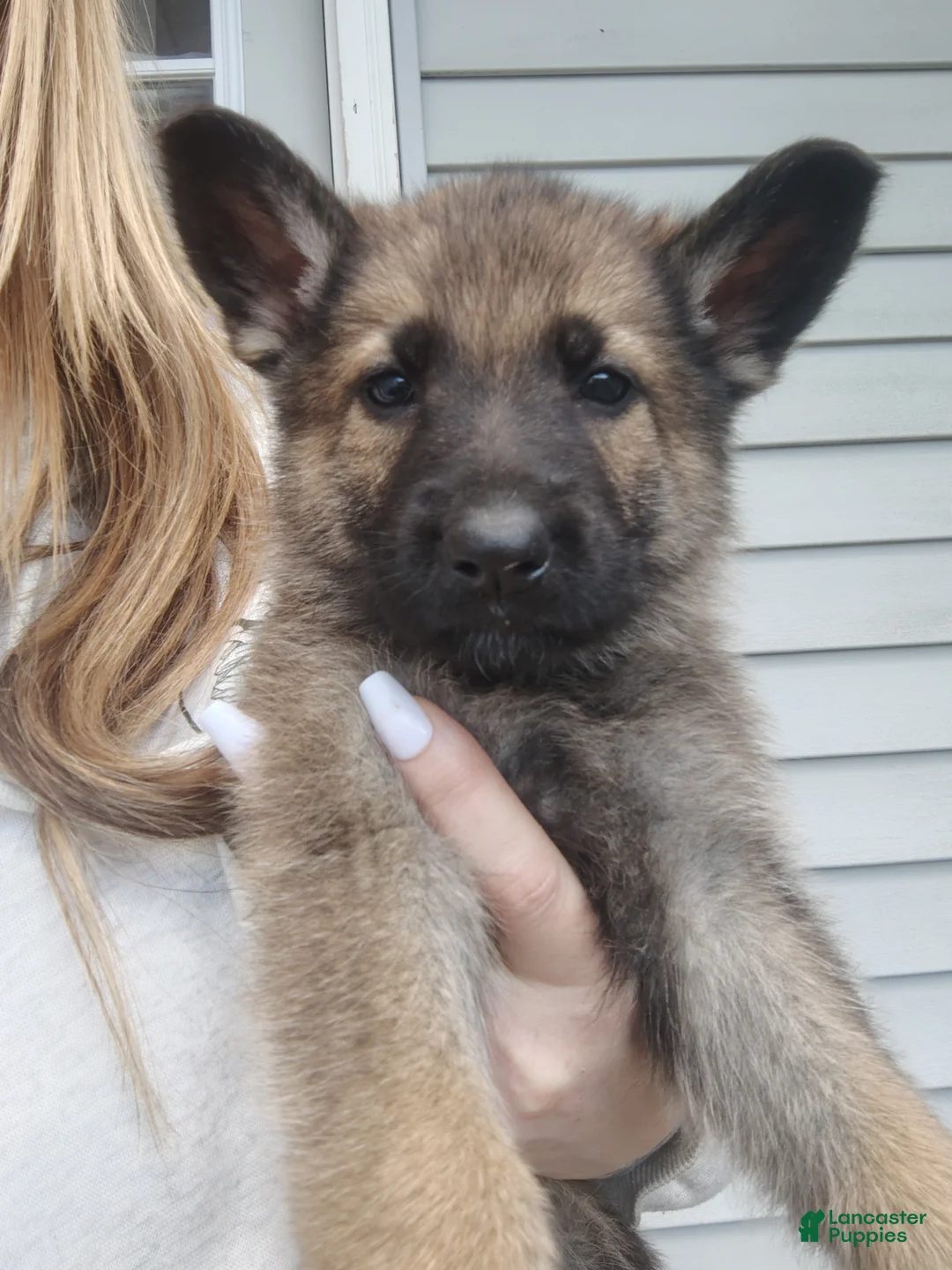 German Shepherd dogs for sale: Star - Ad 1