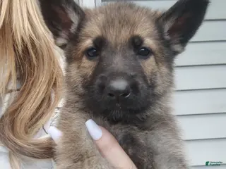 German Shepherd dogs Star - Ad 6