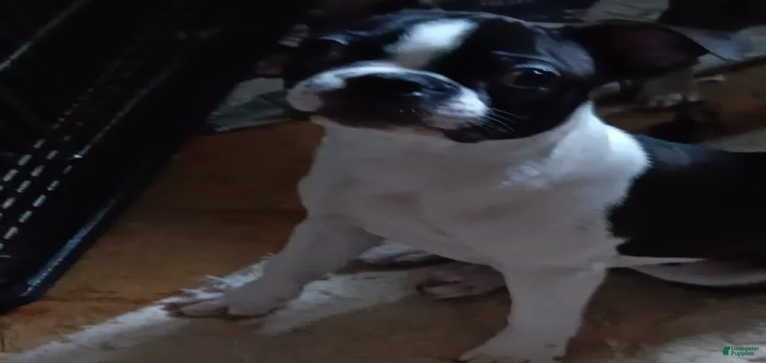 Gallery Image {{count}}