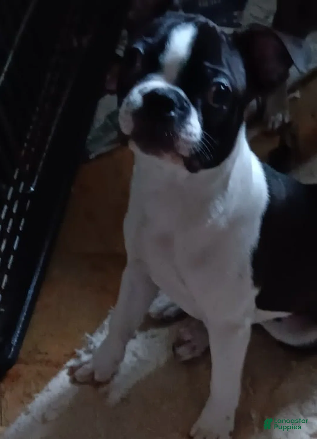 Gallery Image {{count}}