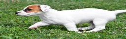 Jack Russell Terrier dogs for sale: Buster - Ad 11