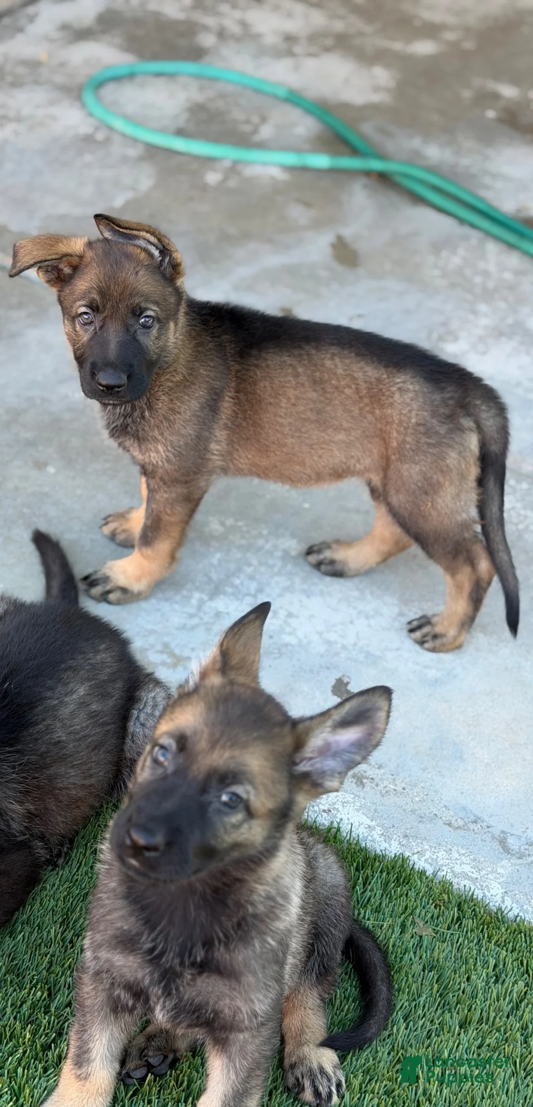 German Shepherd dogs for sale: German Shepherd 2 female  - Ad 2