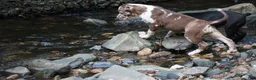 American Bully dogs for sale: Polaris - Ad 21