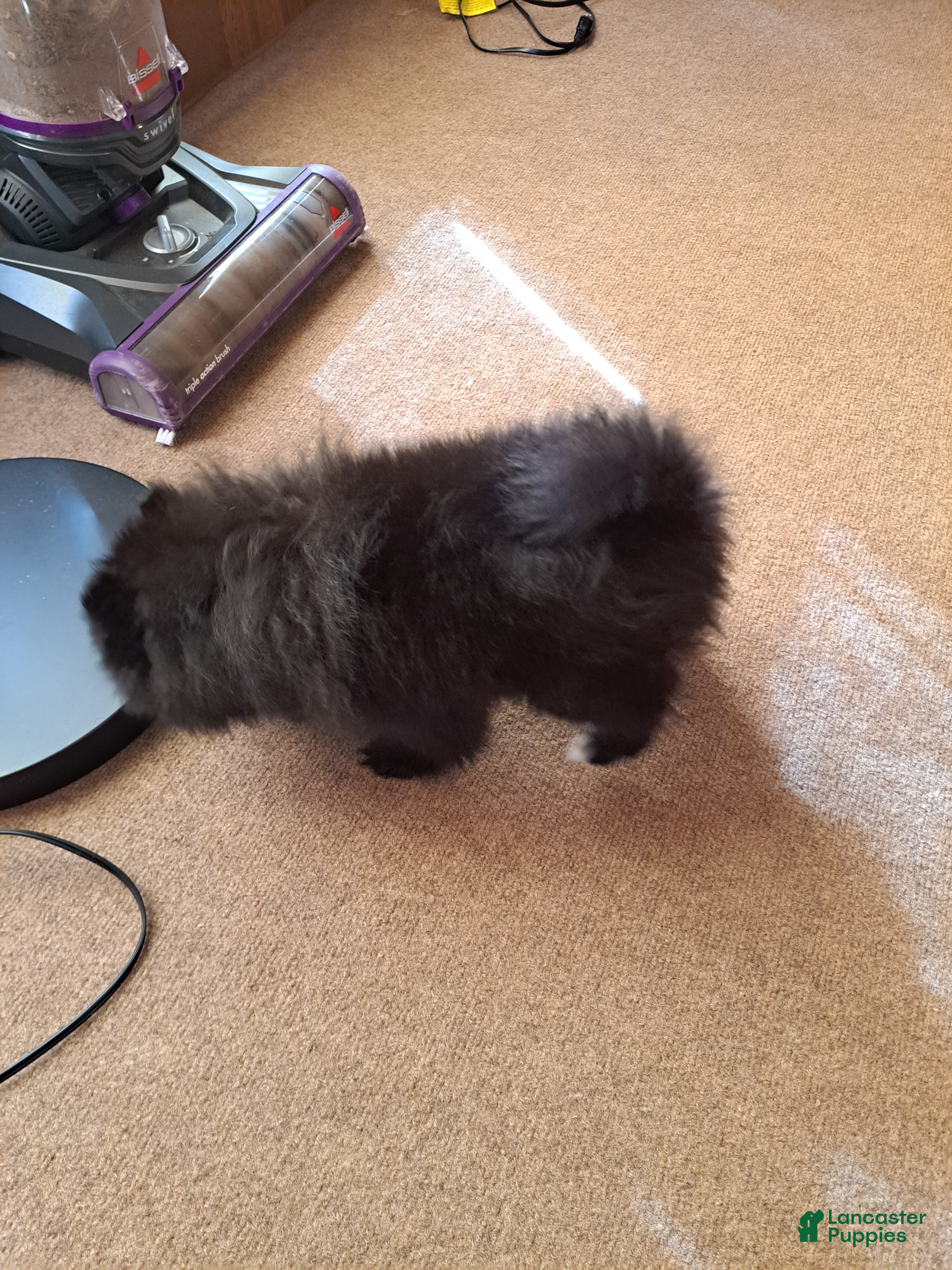 Pomeranian dogs for sale: Toy Mia  - Ad 2