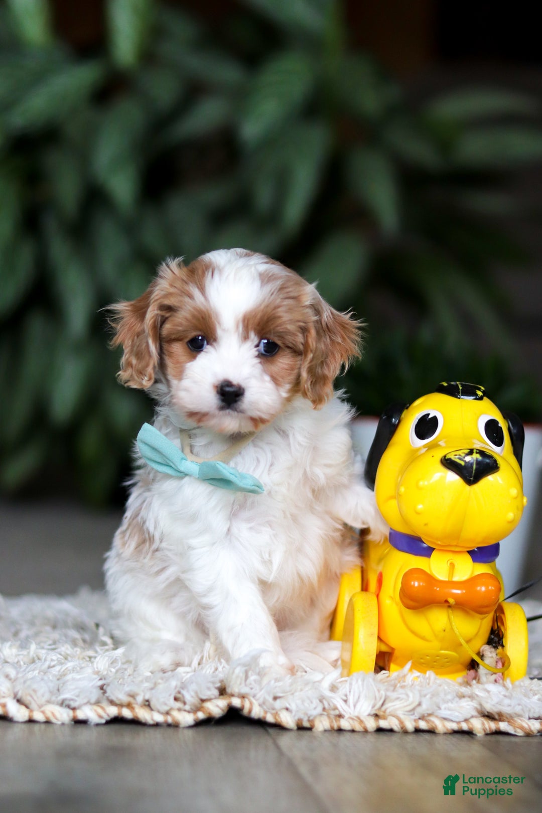 Cavapoo dogs for sale: Randy - Ad 1