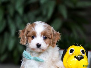 Cavapoo dogs for sale: Randy - Ad 3