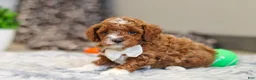 Cavapoo dogs for sale: Austin - Ad 17