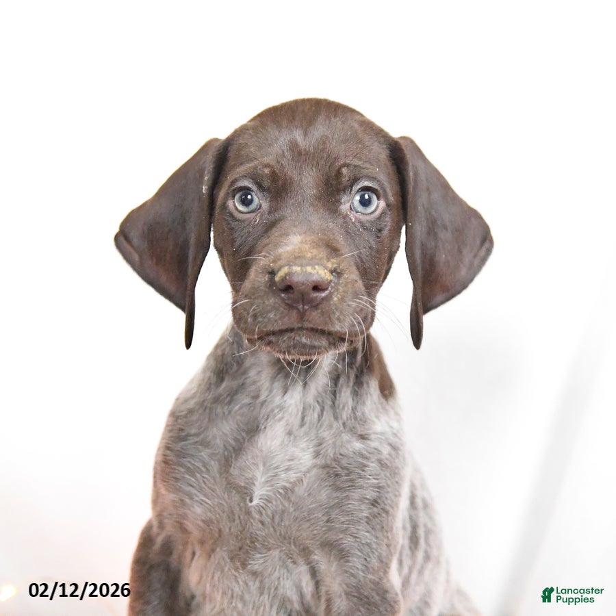 German Shorthaired Pointer dogs Rosebud - Ad 2