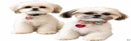 Malshi dogs for sale: Cher - Ad 2