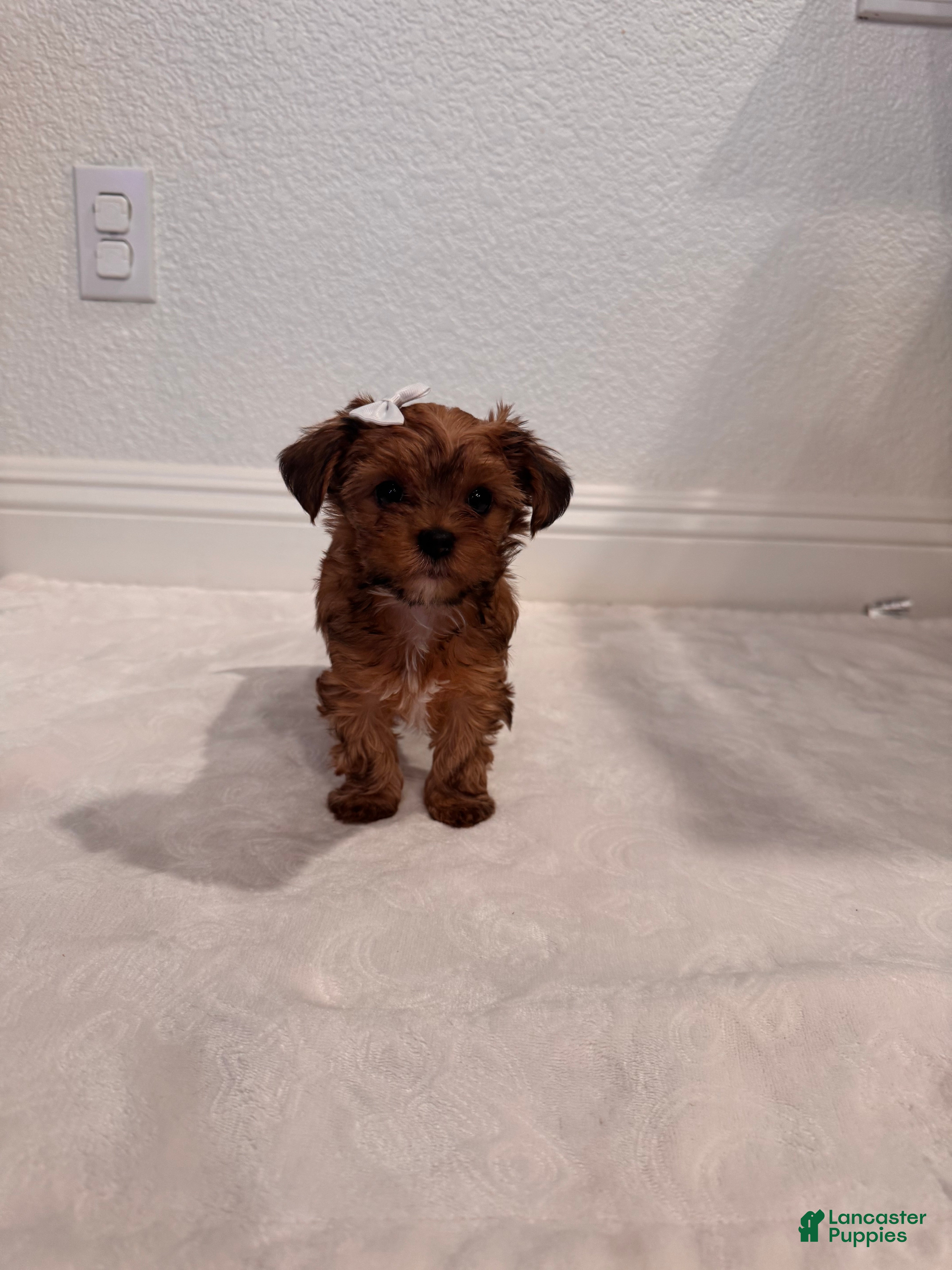 Yorkshire Terrier dogs Female Yorkshire Terrier 3 - Ad 2