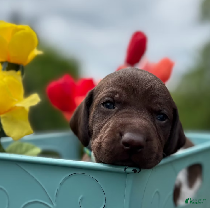 German Shorthaired Pointer dogs Ruger - Ad 2