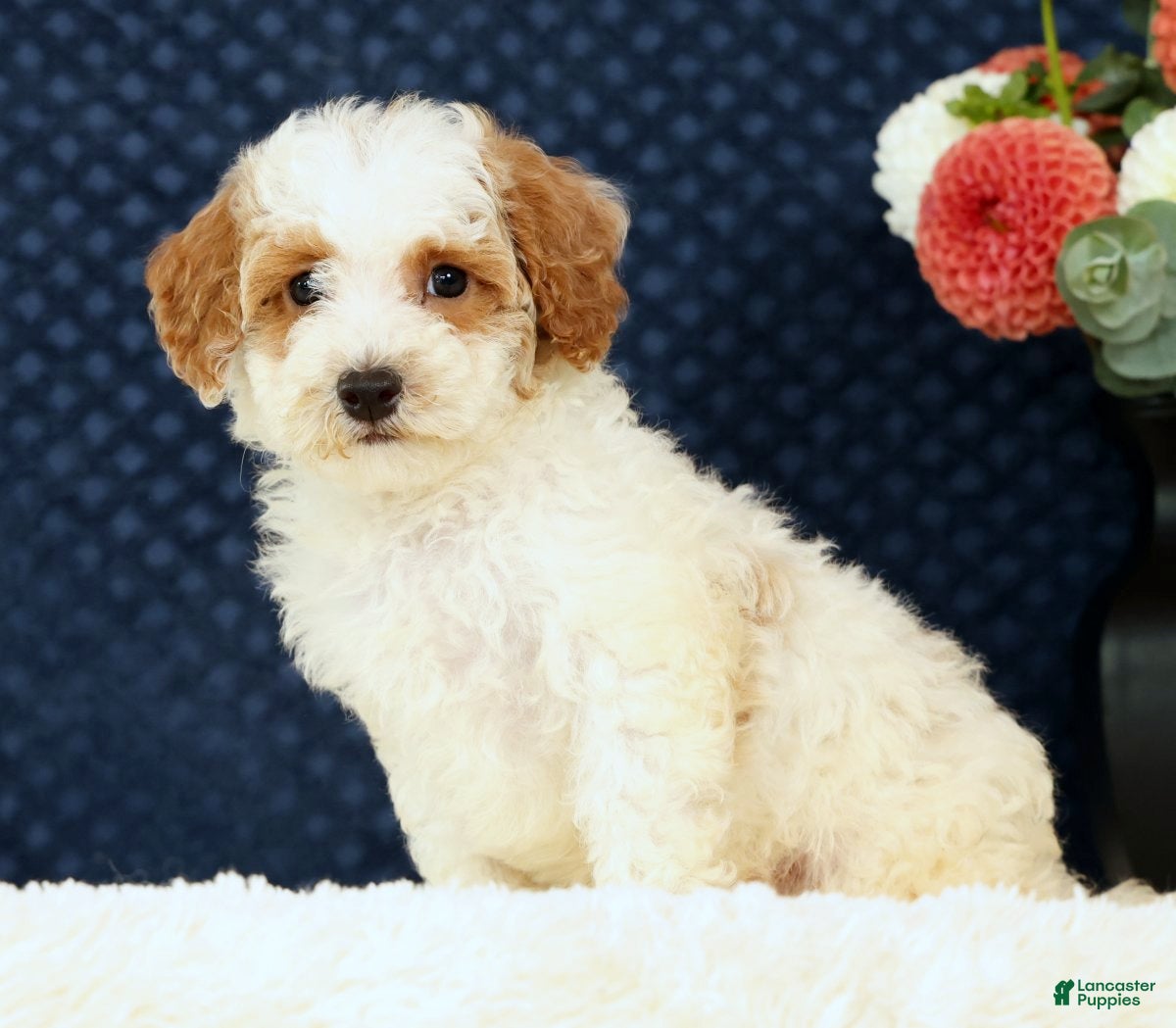 Bichpoo dogs Eric - Ad 2