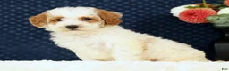 Bichpoo dogs for sale: Eric - Ad 2