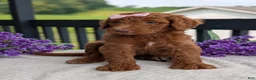 Goldendoodle dogs for sale: Miss Ellie - Ad 12