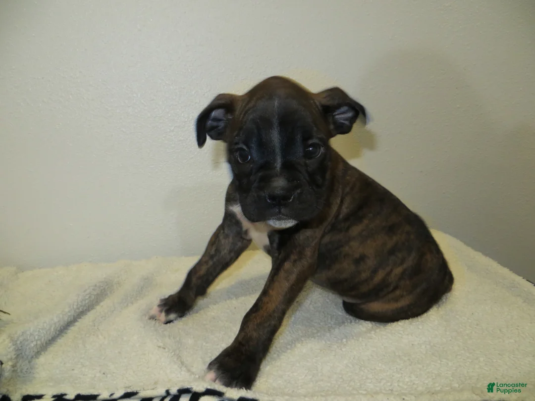 Boxer dogs for sale: 🛶CONUE - Ad 7