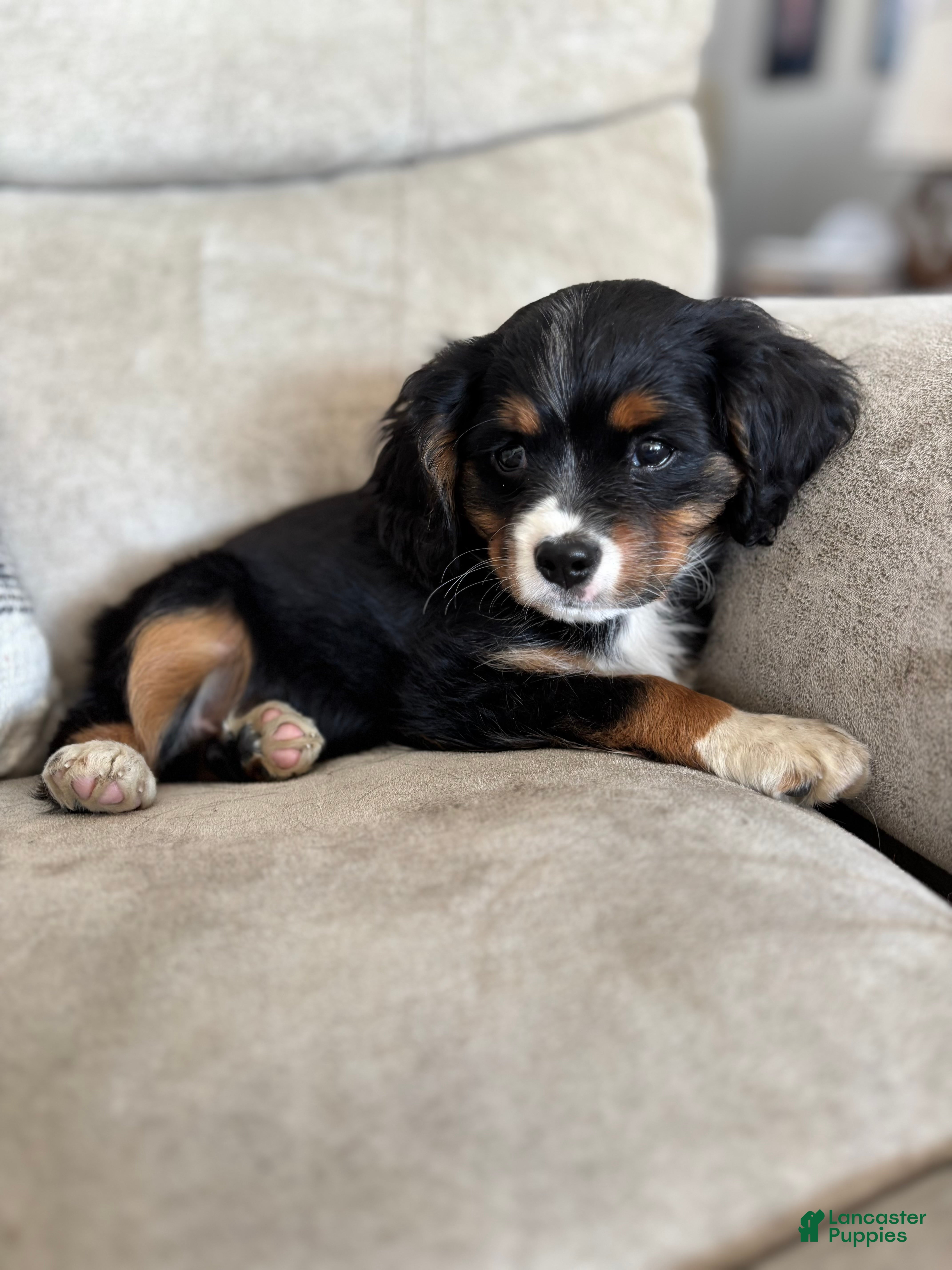 Miniature Bernese Mountain Dog dogs Muskrat - Ad 1