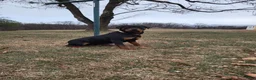 Rottweiler dogs for sale: Hoyt - Ad 8