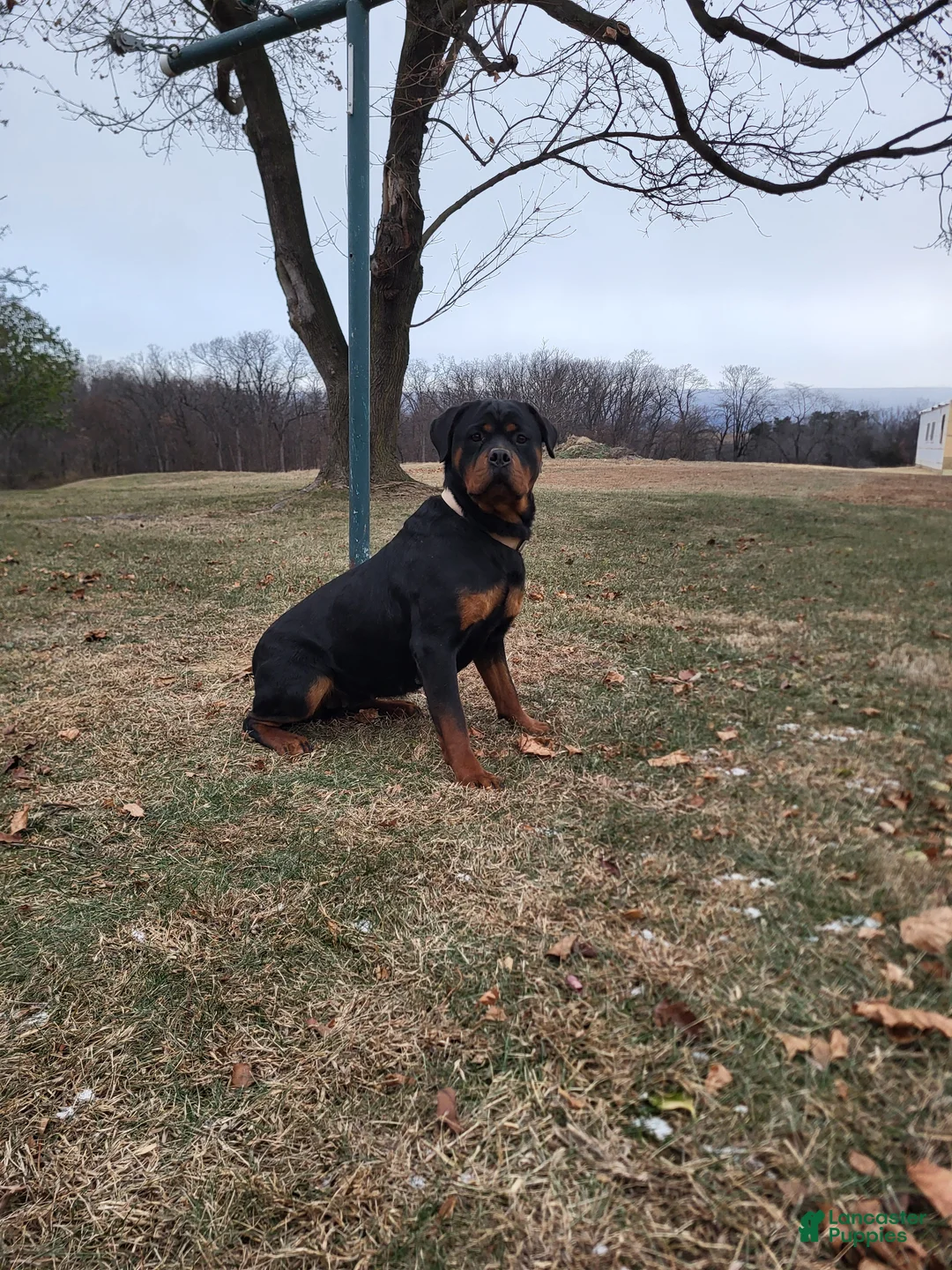 Rottweiler dogs for sale: Hoyt - Ad 8