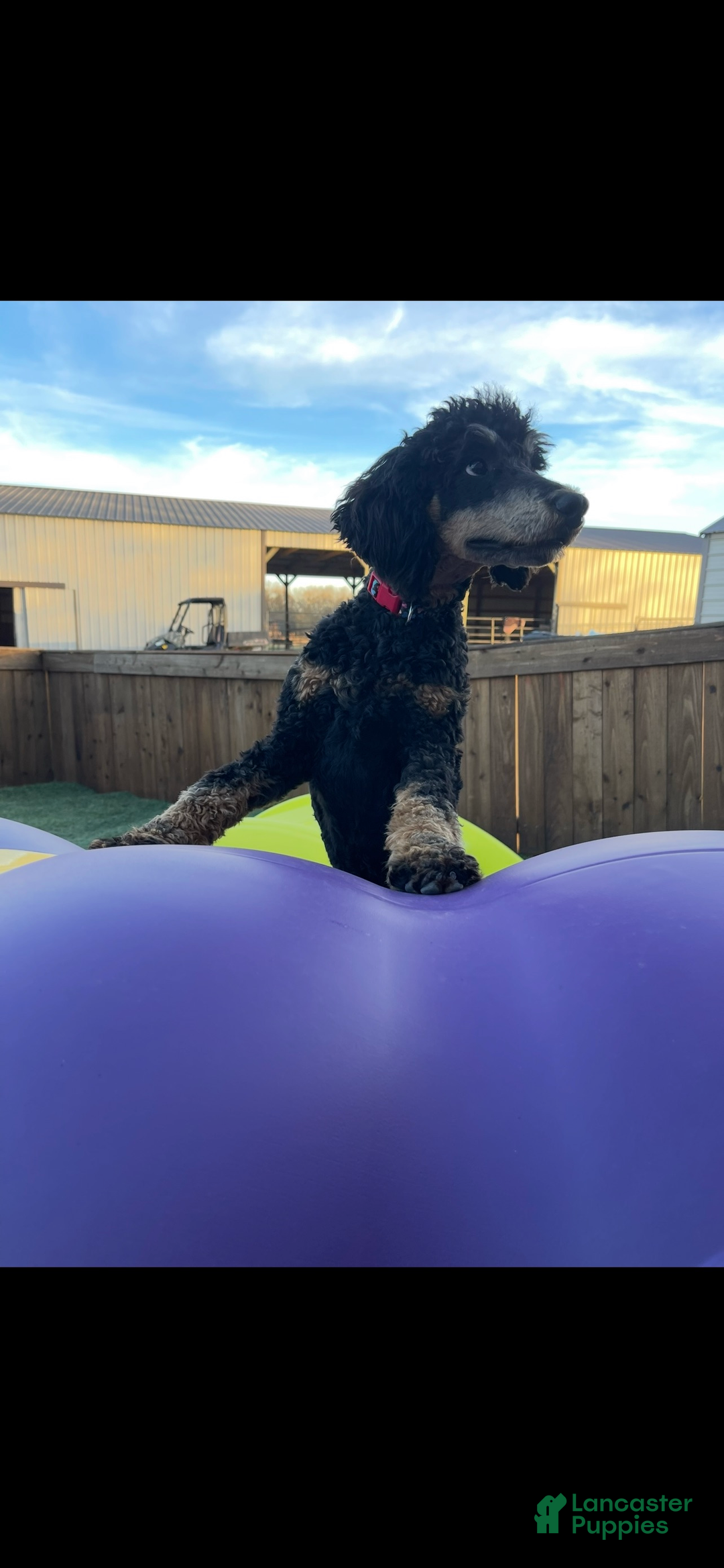 Miniature Poodle dogs for sale: Akc Clear 🧬 Moyen Boy Cinch - Ad 11