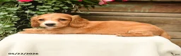 Dachshund dogs for sale: Shawn  - Ad 3
