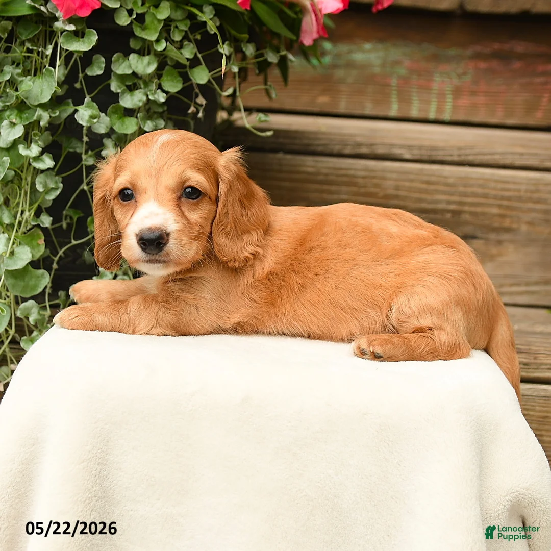 Dachshund dogs for sale: Shawn  - Ad 3