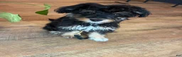 Aussiedoodle dogs for sale: Mila - Ad 6