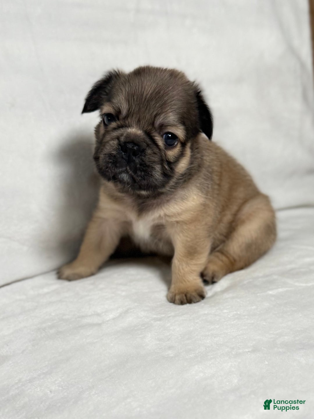 French Bulldog dogs for sale: Adira - Ad 6