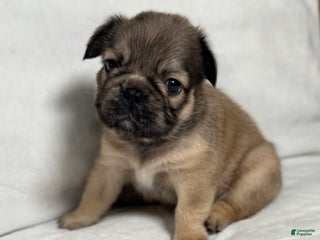 French Bulldog dogs - Ad 10